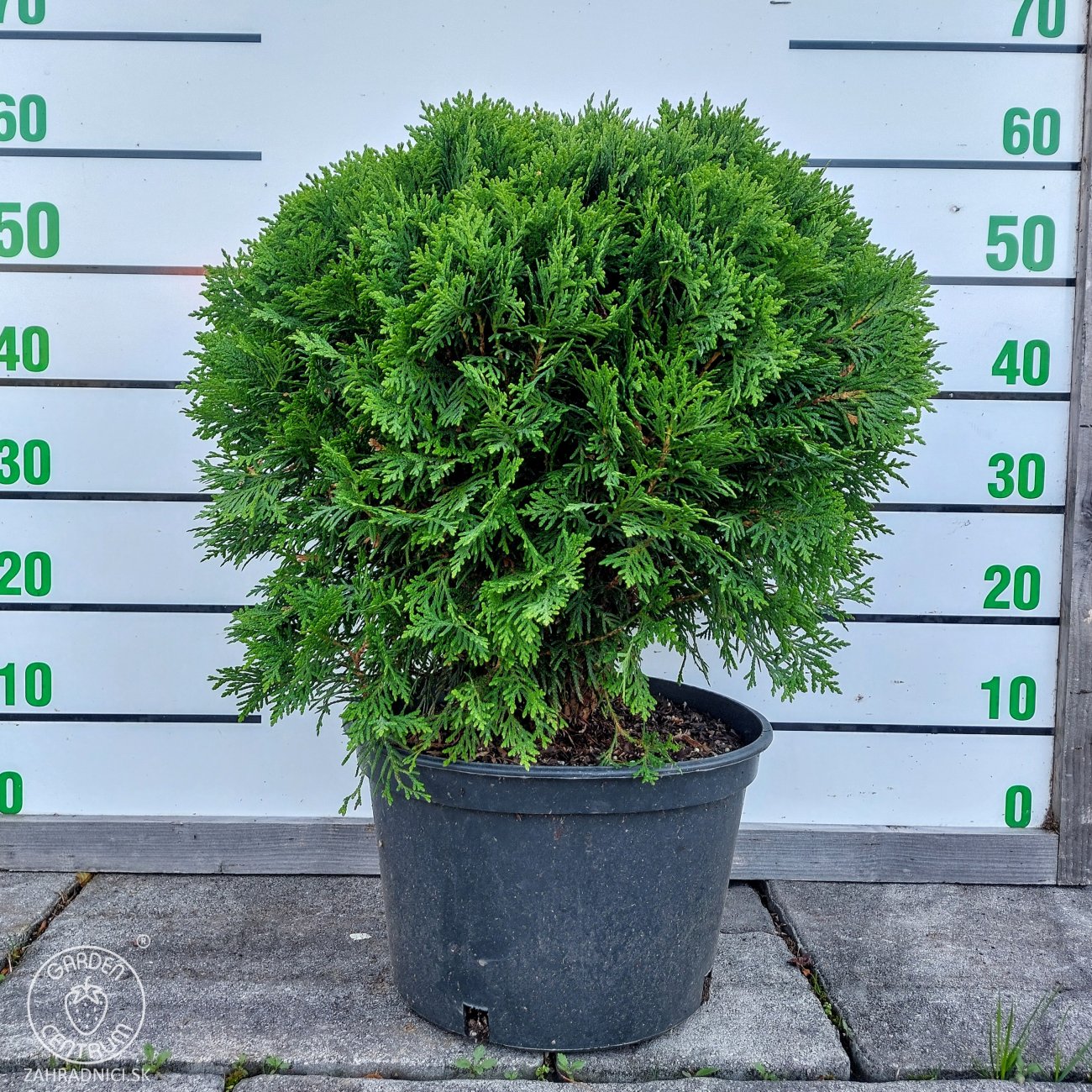 Obrázok Tuja západná (Thuja occidentalis) ´DANICA´ - výška 30-40 cm, ⌀ 40 cm, kont. C10L